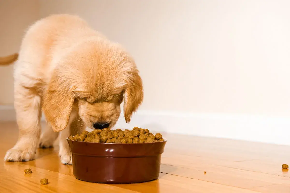 chiot golden retriever mangeant croquettes