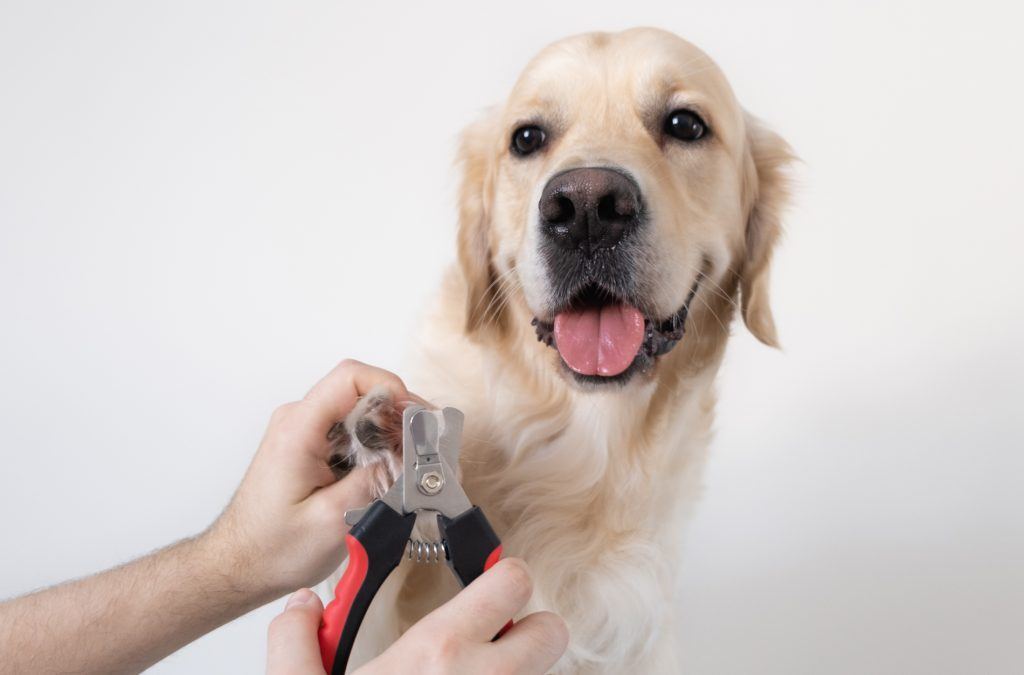 Couper les ongles d'un chien Golden retriever - Credit photo Kashaeva Irina via Shutterstock