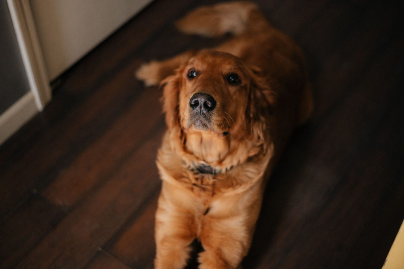 Golden Retriever gardé à domicile par un dogsitter