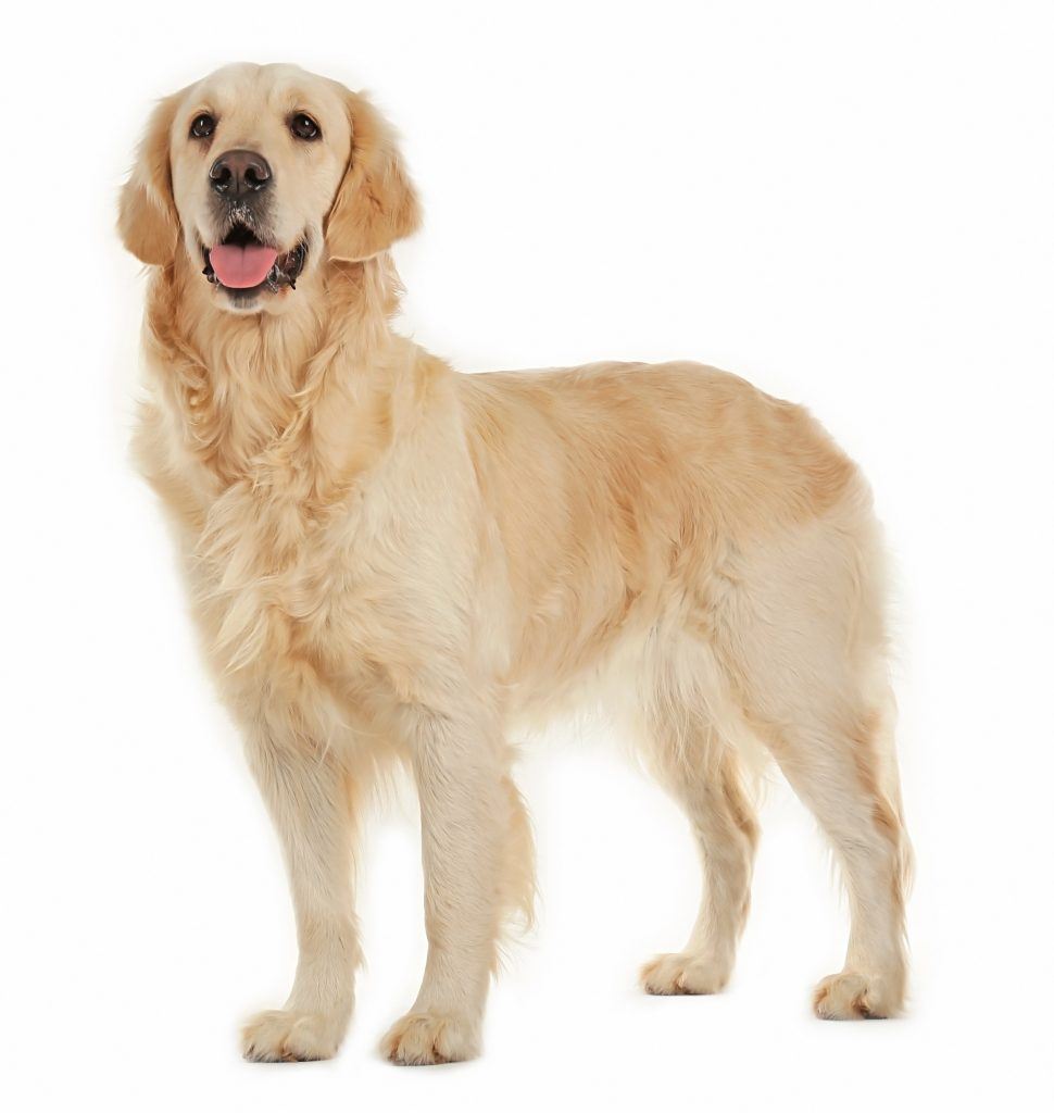 Golden retriever aspects physiques