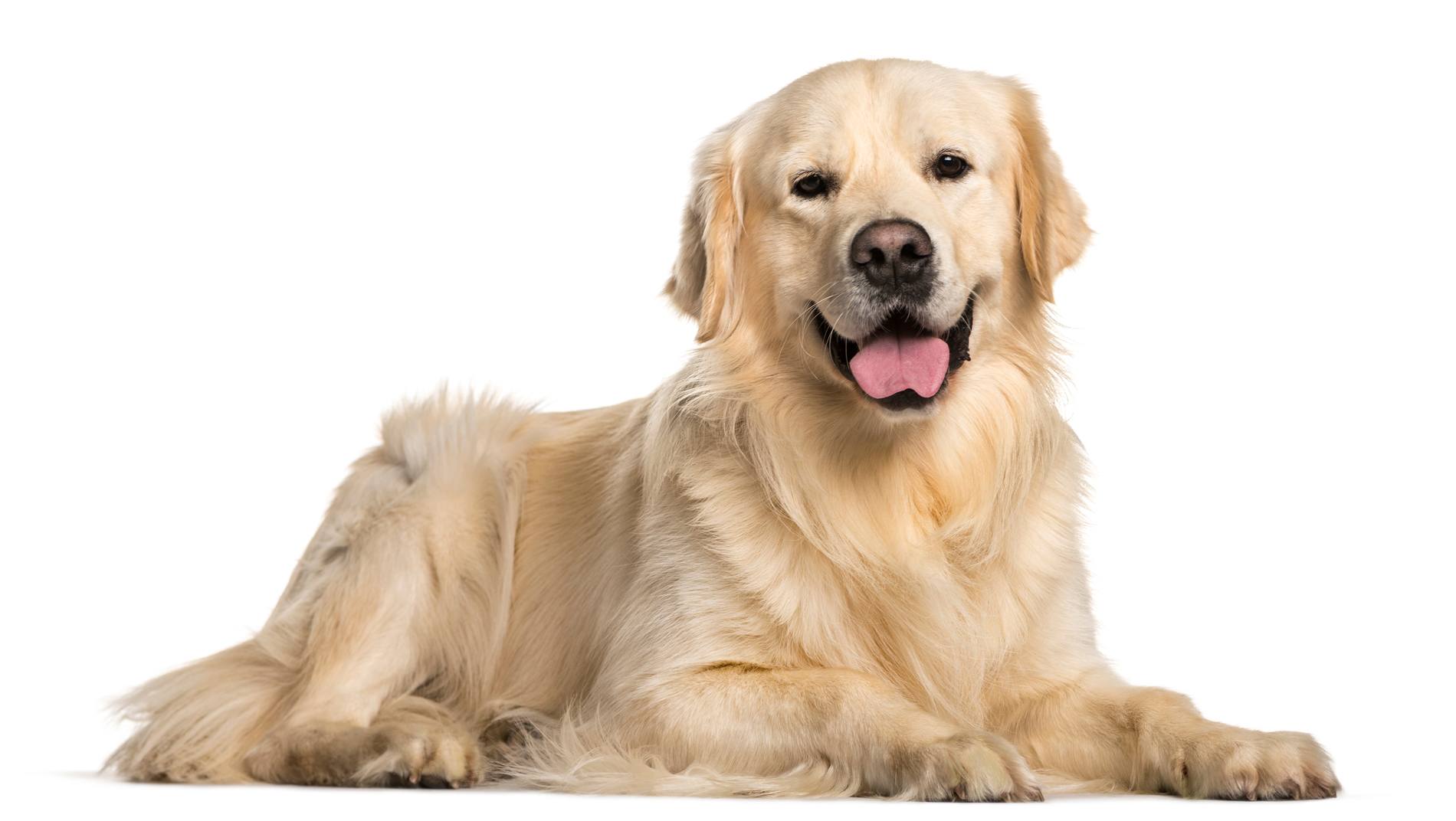 Golden retriever, un chien en or