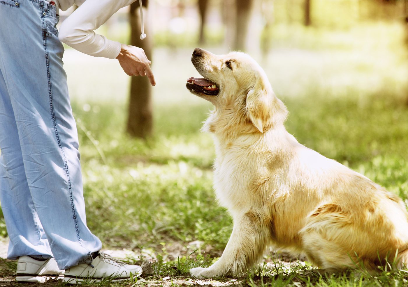 Chien golden retriever education