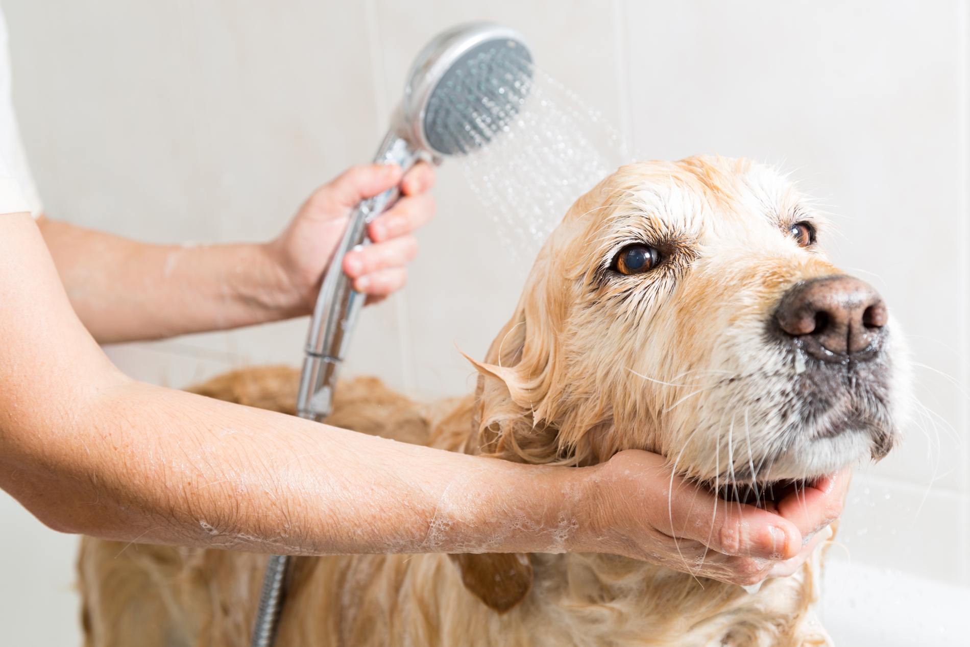 Prendre soin d'un chien Golden retriever
