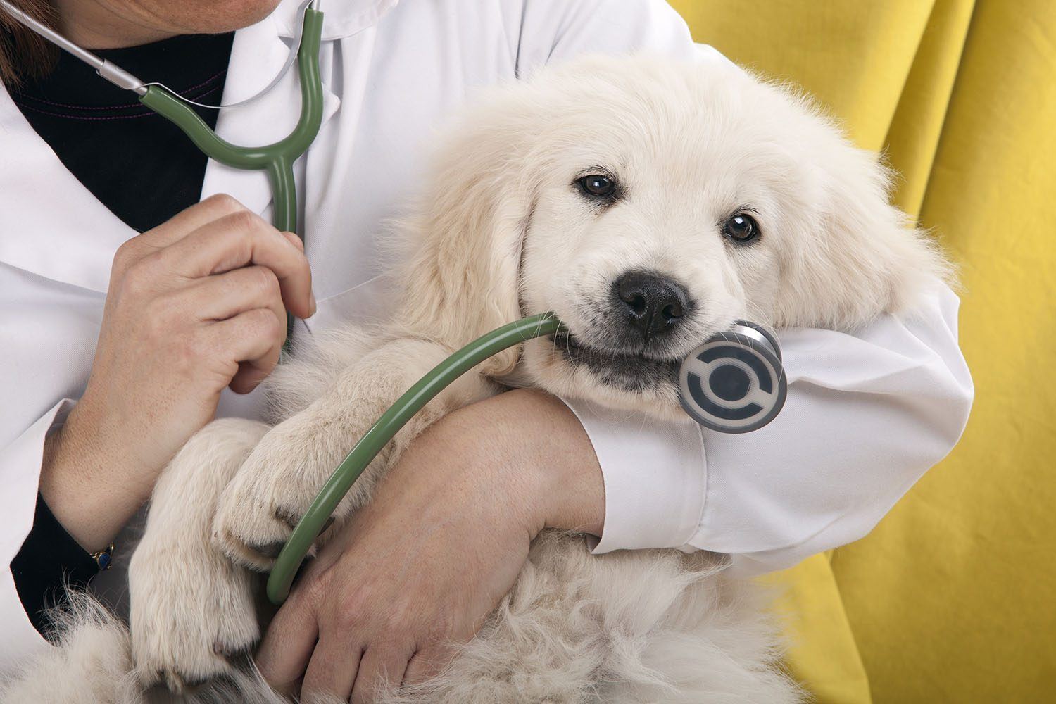 sante golden retriever